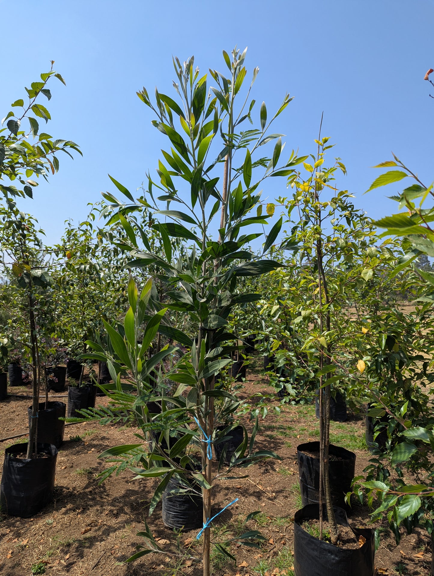 Acacia Negra (2m)