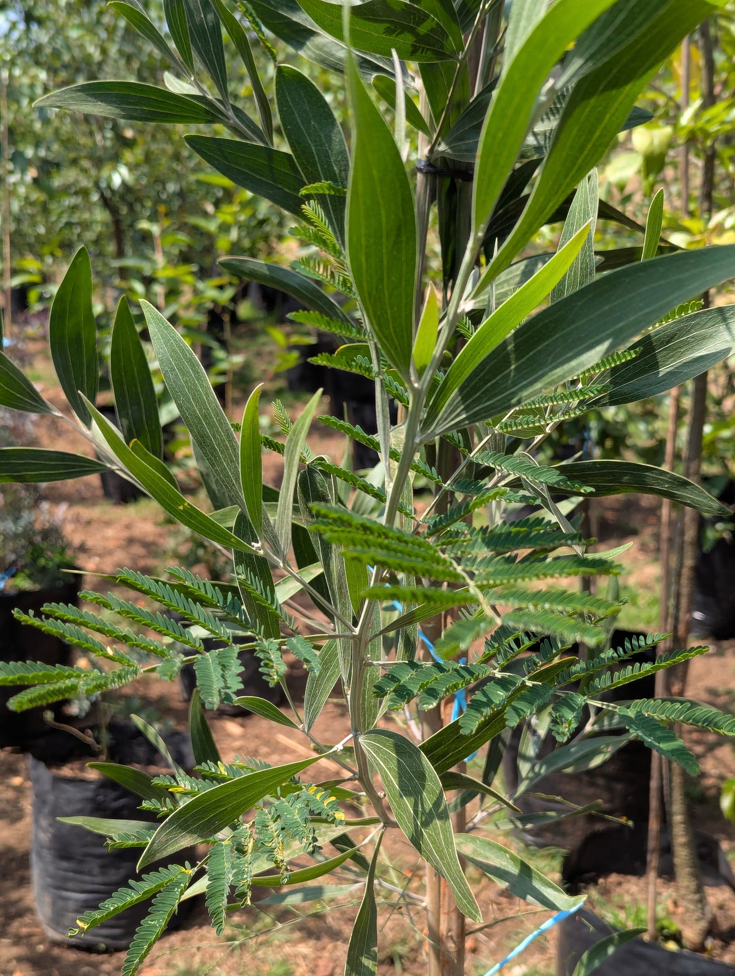 Acacia Negra (2m)