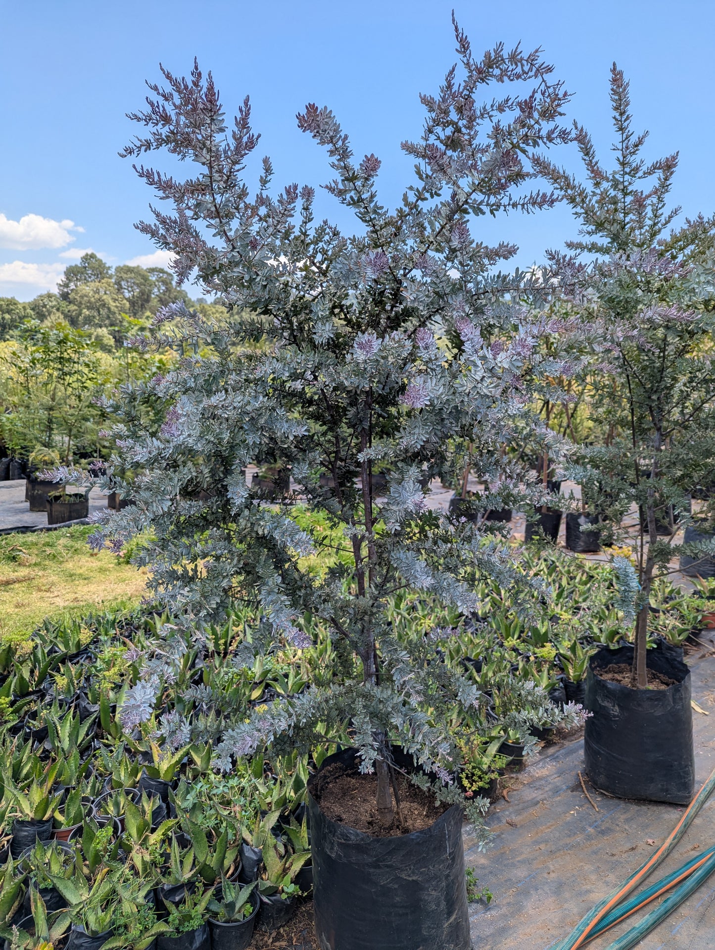 Acacia Morada (2m)