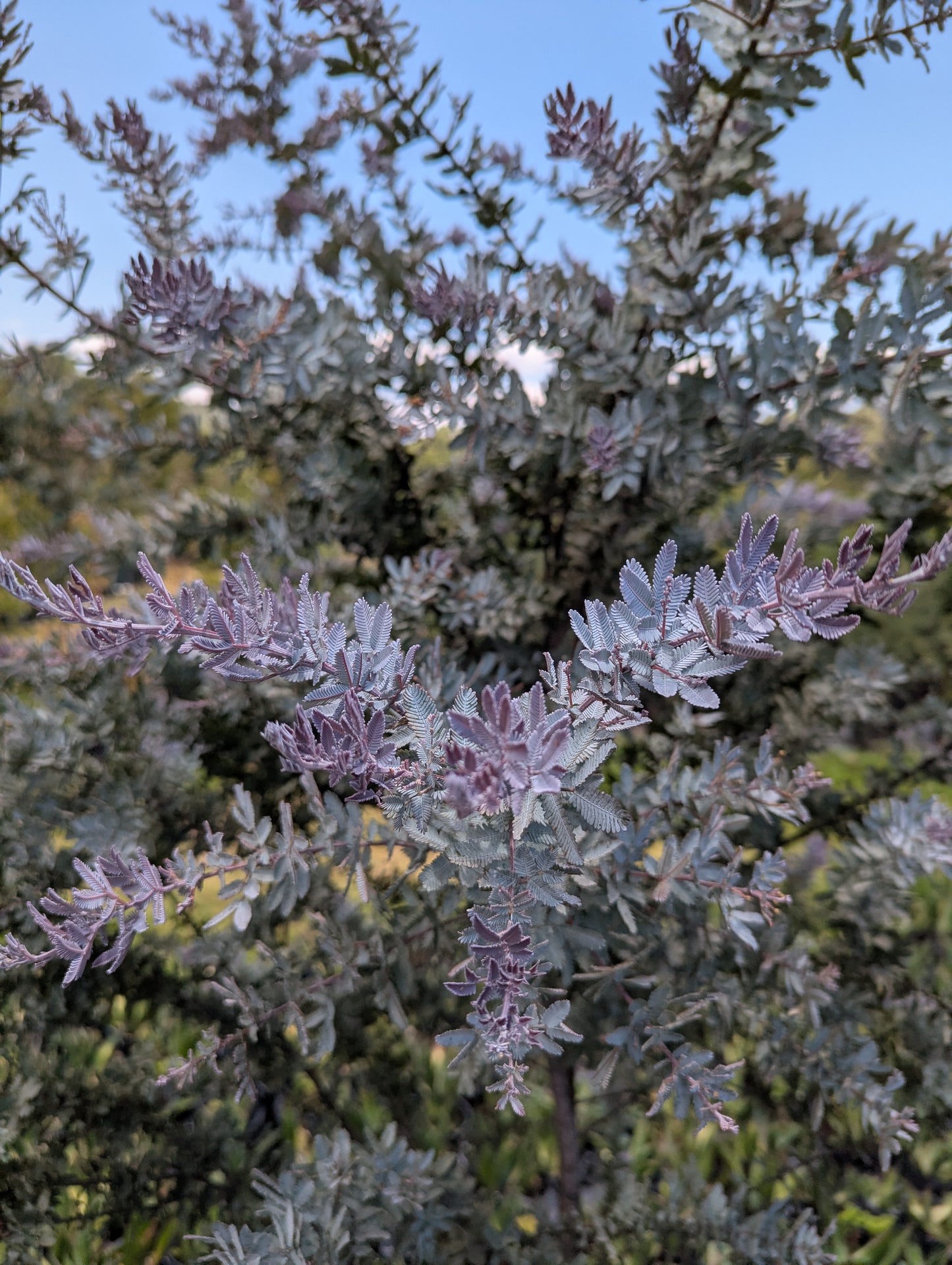 Acacia Morada (2m)