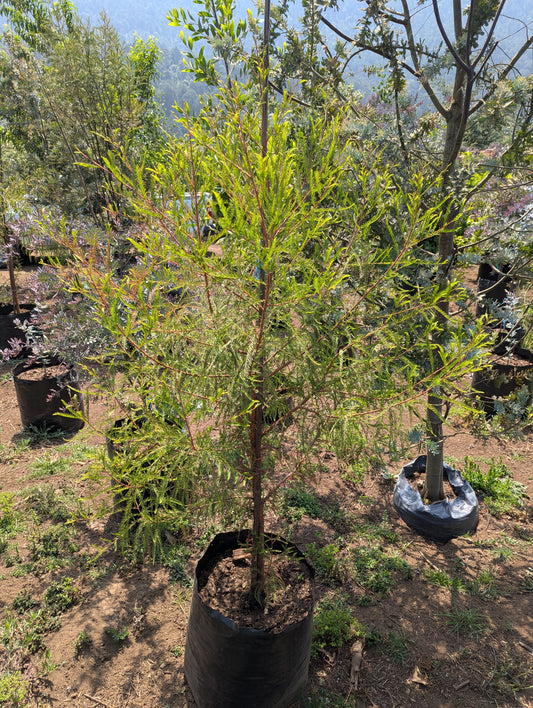 Ahuehuete Sabino(1m)