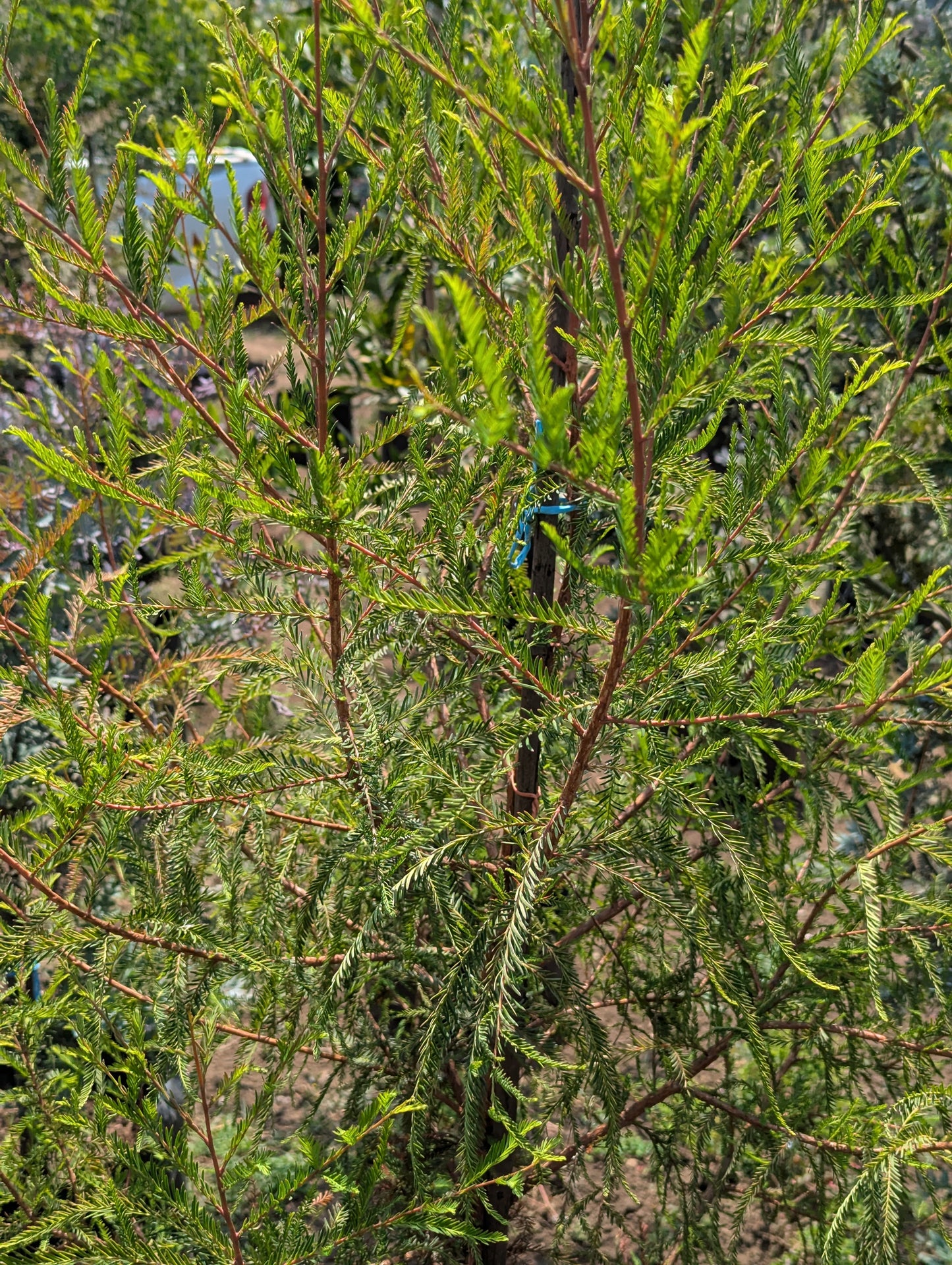 Ahuehuete Sabino(1m)