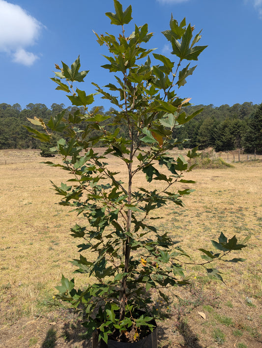 Álamo Sicomoro (50cm)