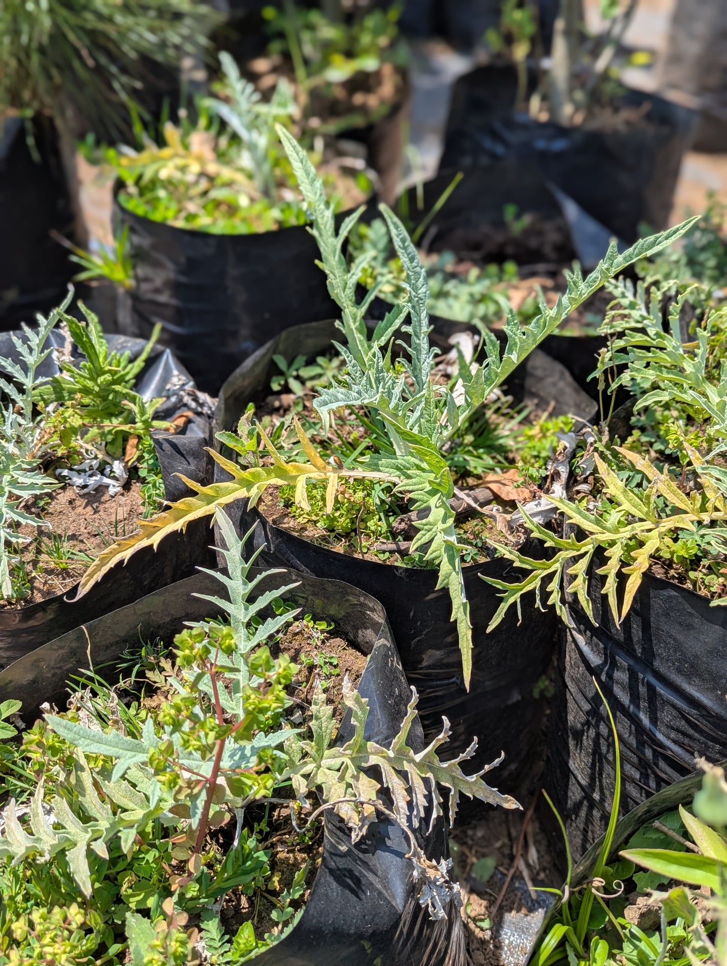 Alcachofa