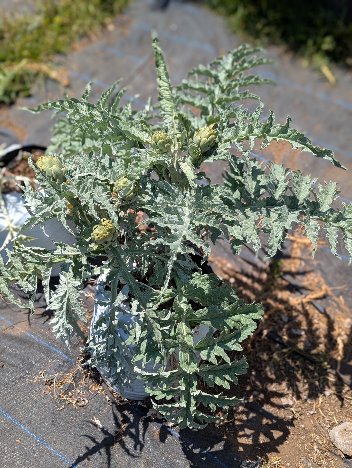 Alcachofa