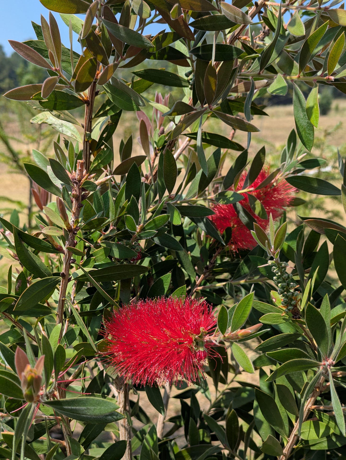 Calixtemo