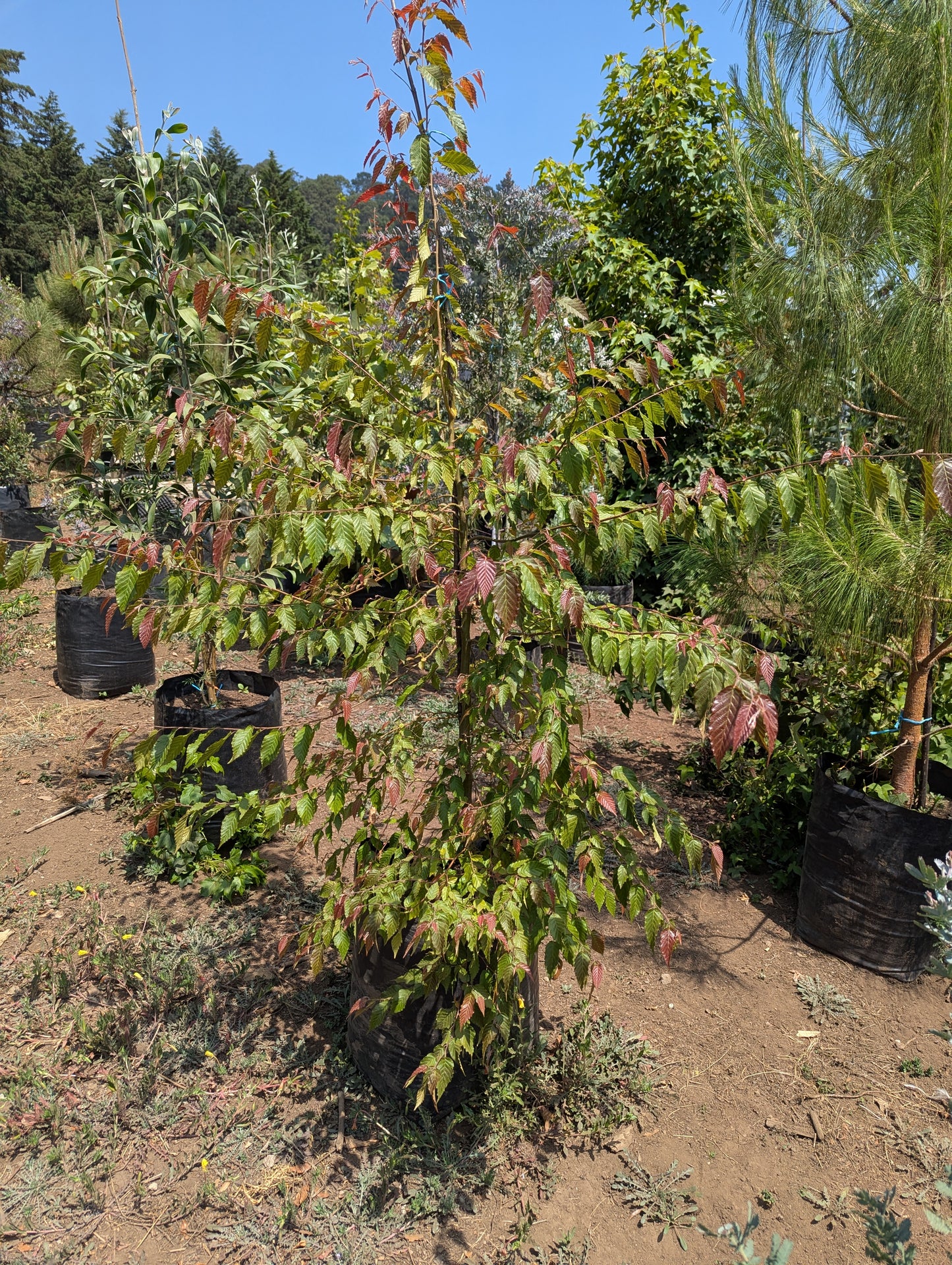 Carpinus (2m)