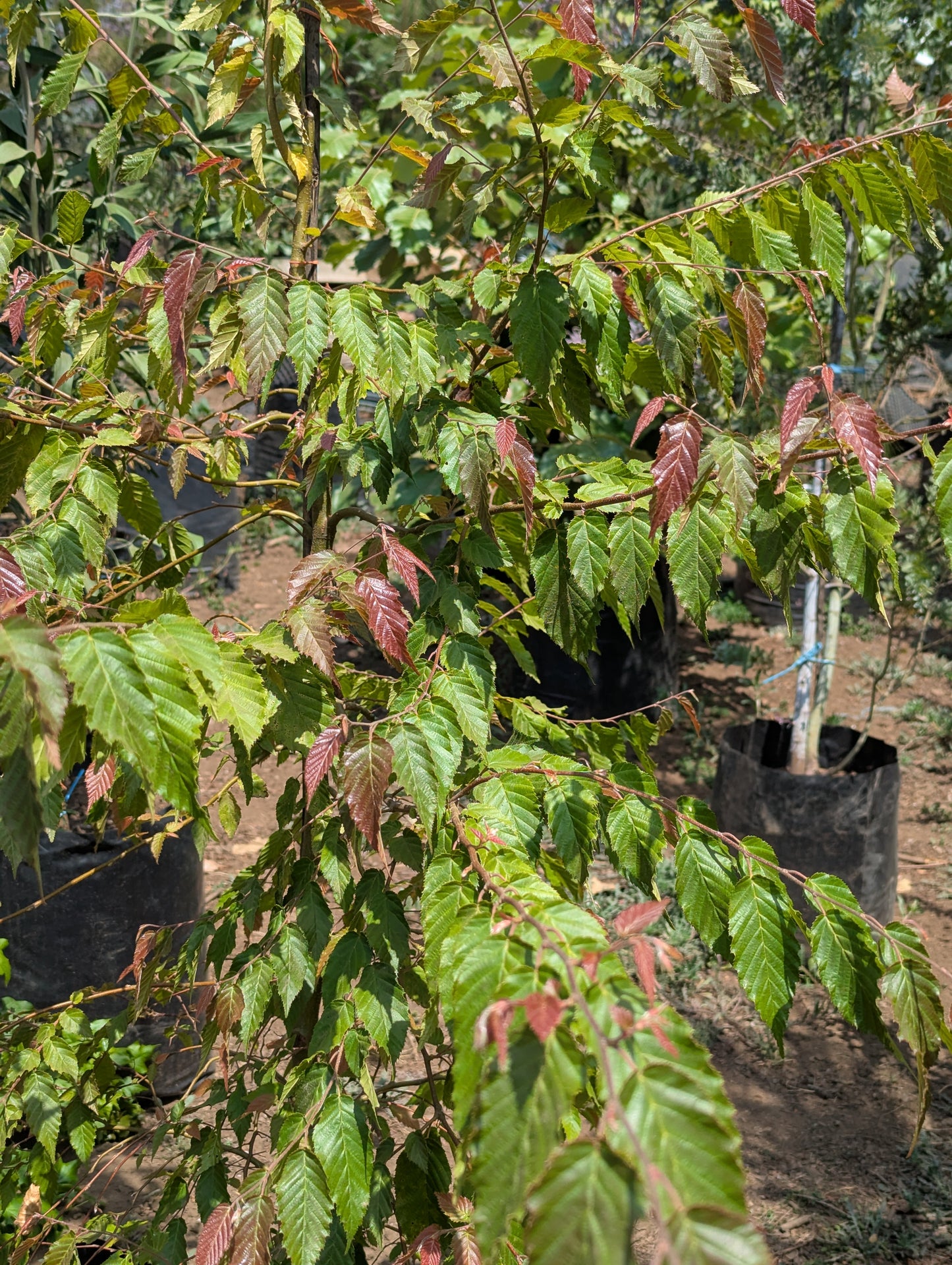 Carpinus (2m)