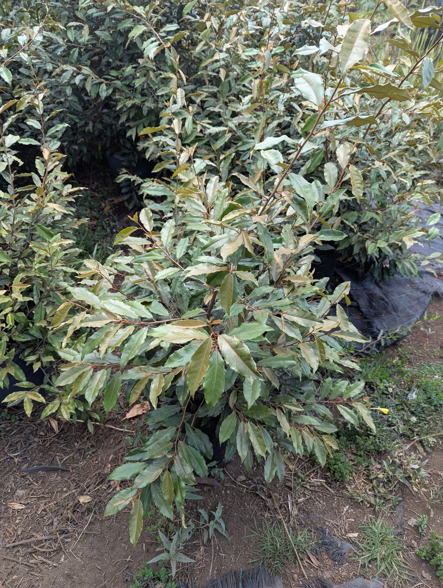 Eliagnus (80cm)