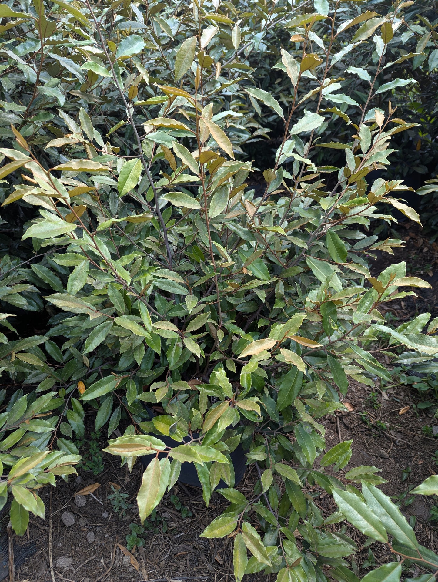 Eliagnus (80cm)