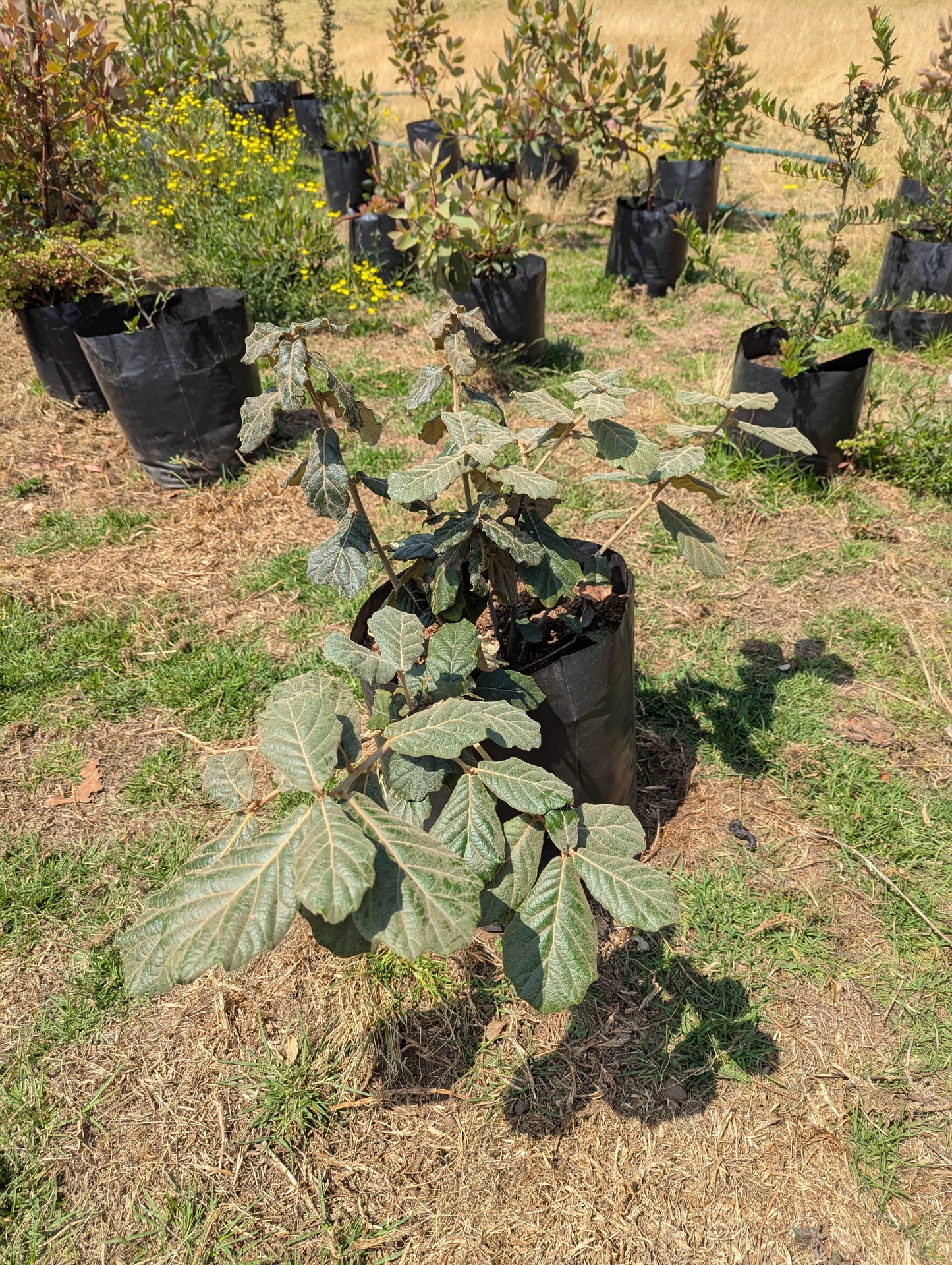 Encino Blanco (1.5m)