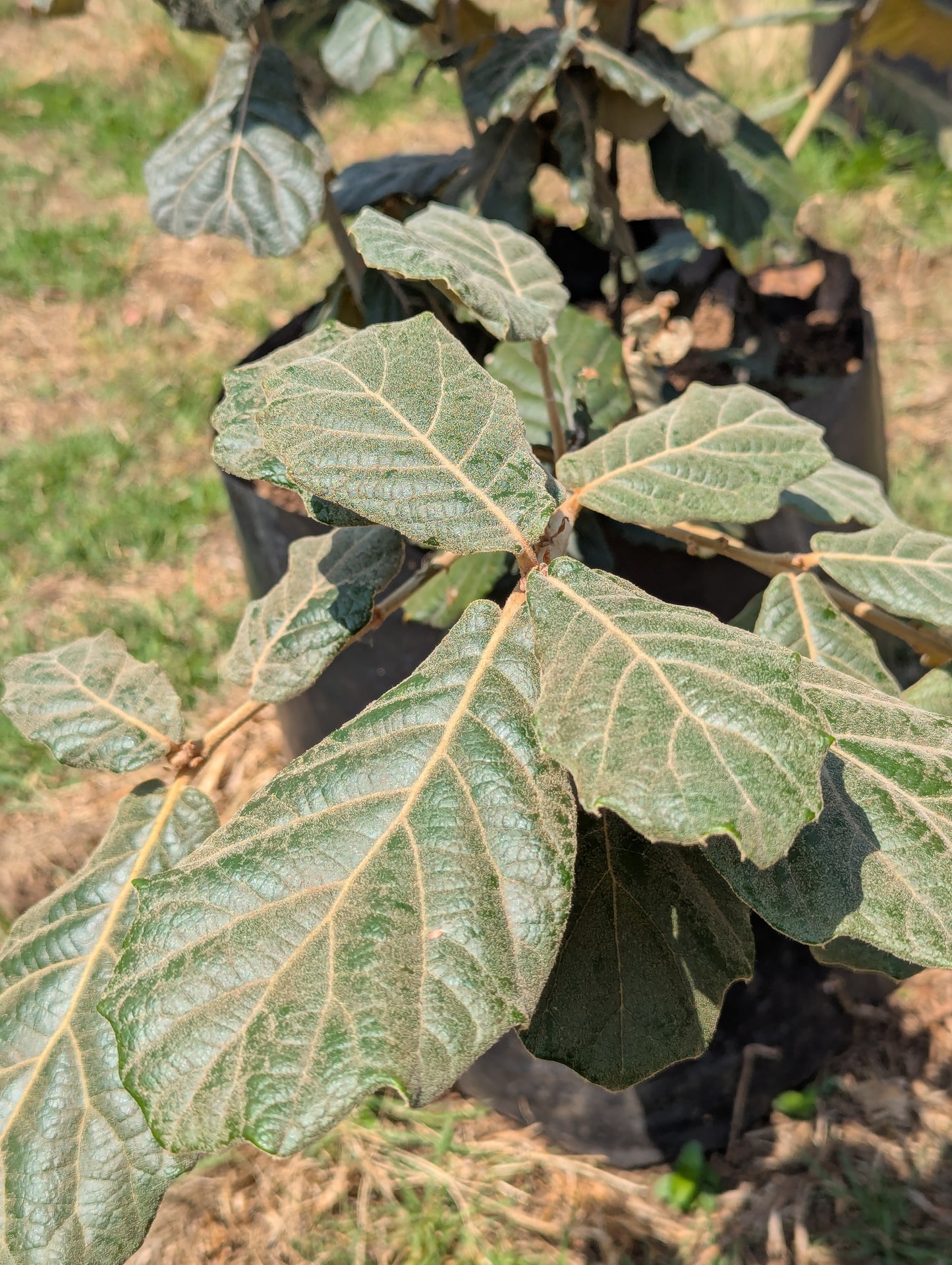 Encino Blanco (1.5m)
