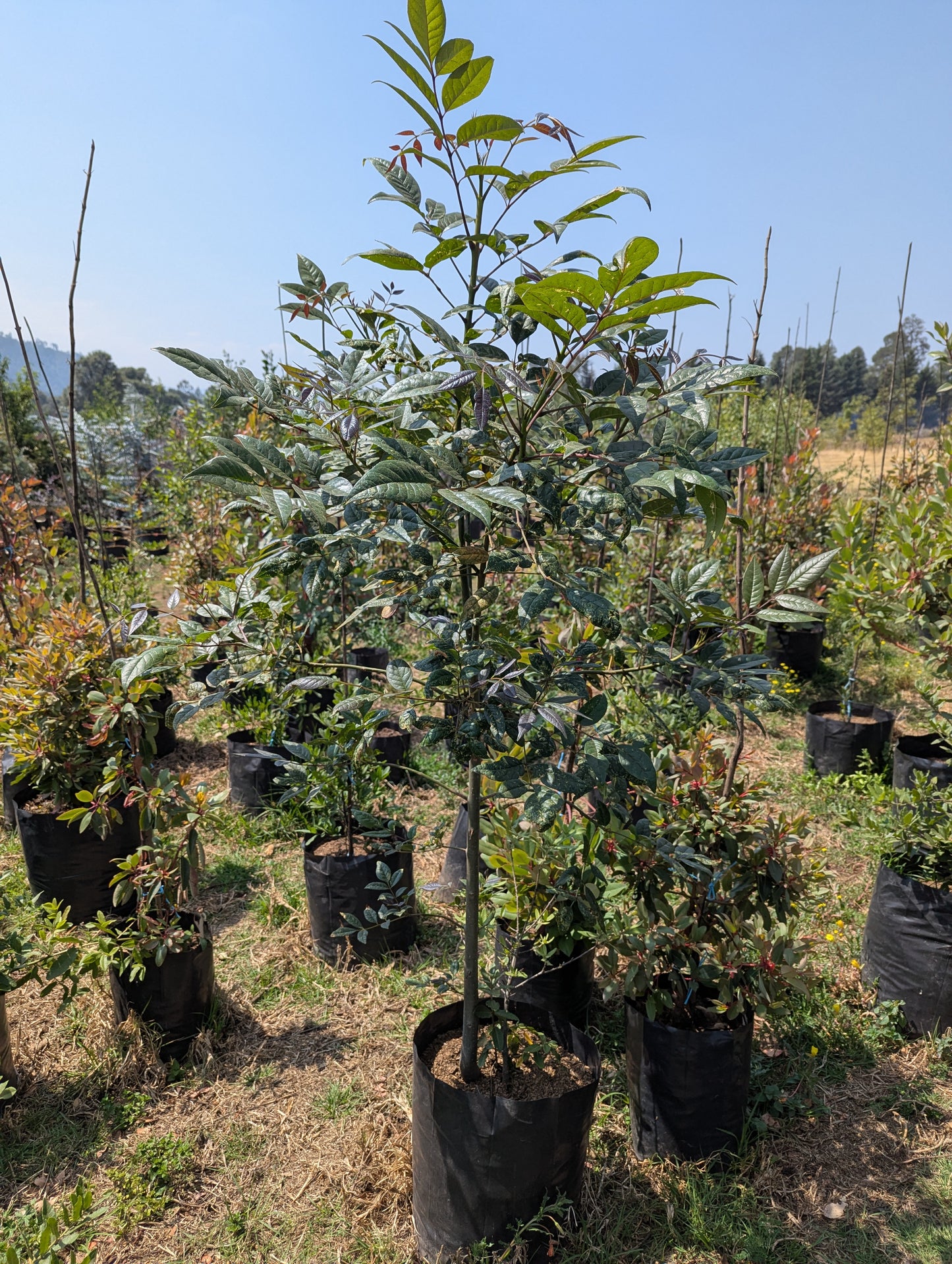 Encino Capulin (2m)
