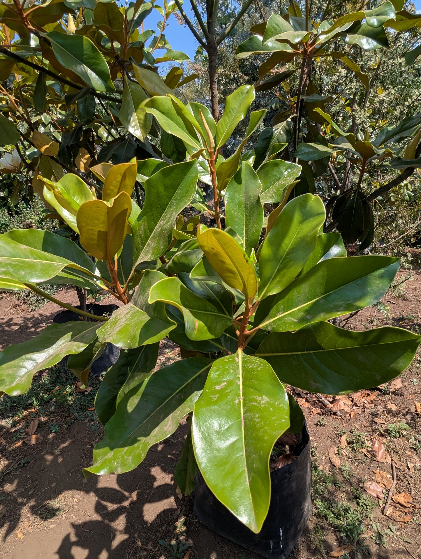 Hule (80cm)