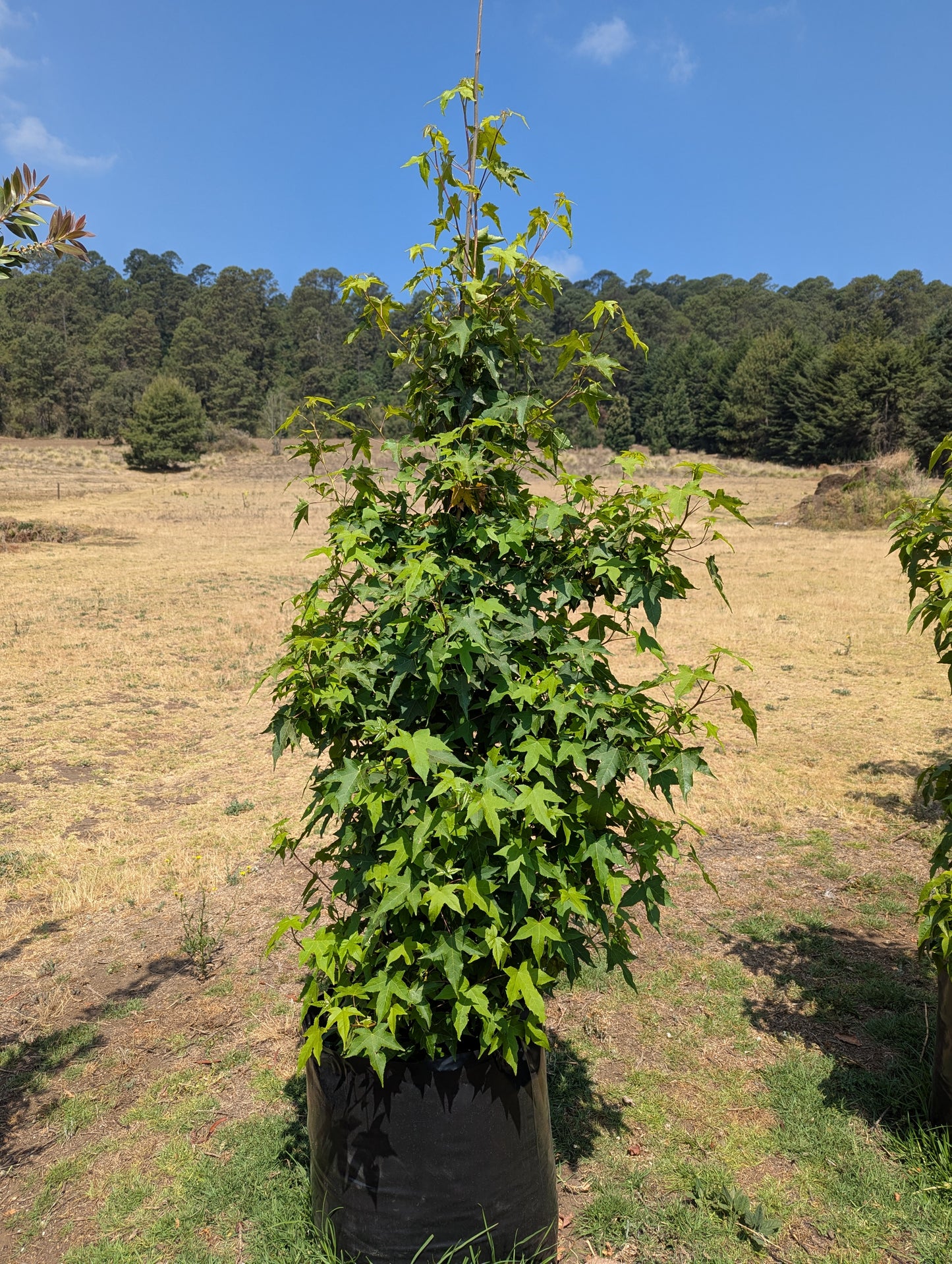 Liquidambar (2m)