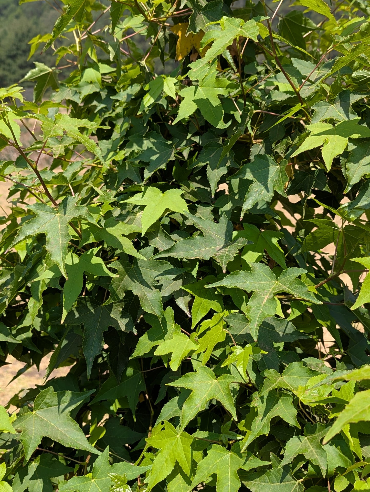 Liquidambar (2m)