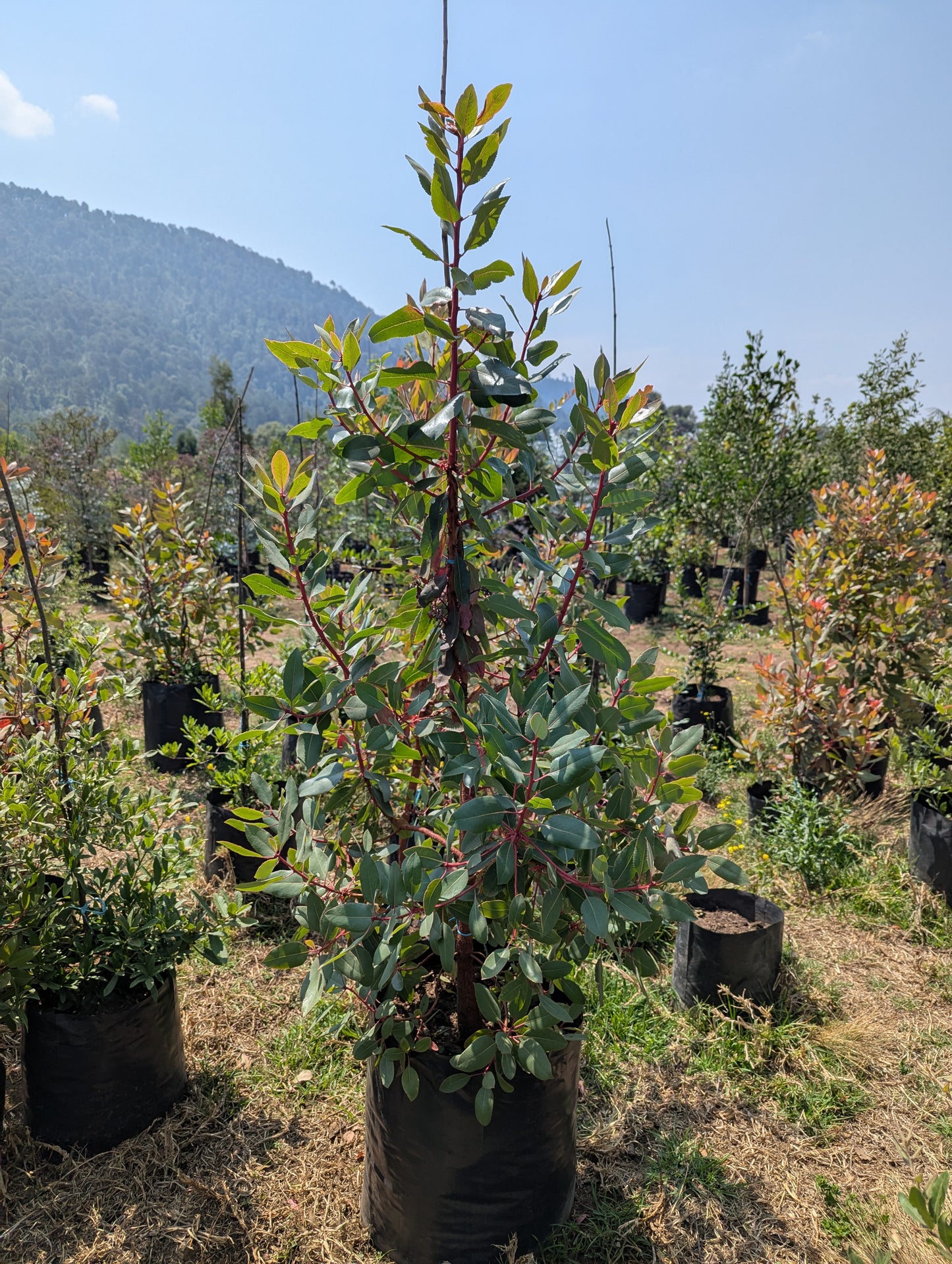 Madroño (2m)
