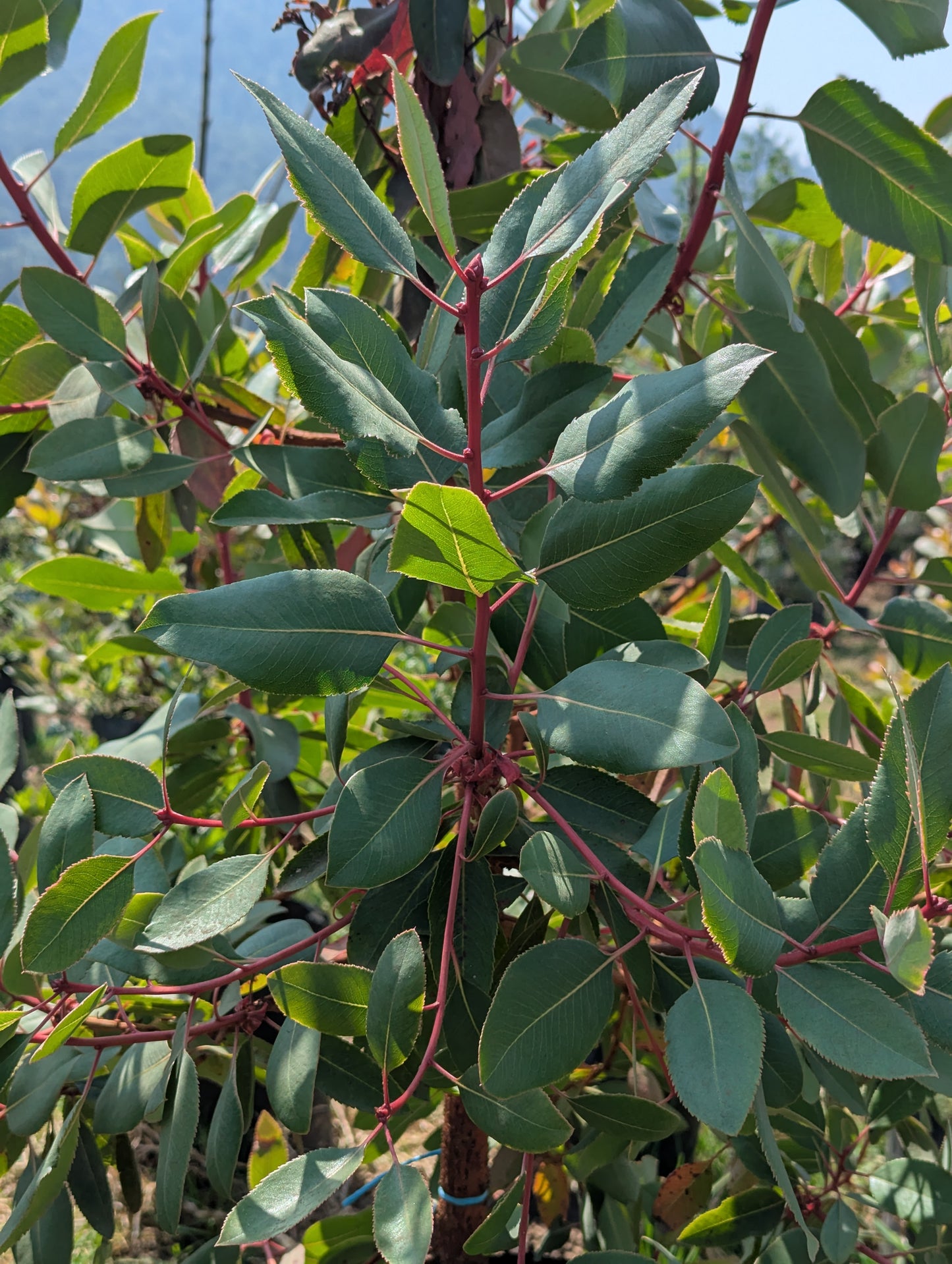 Madroño (2m)
