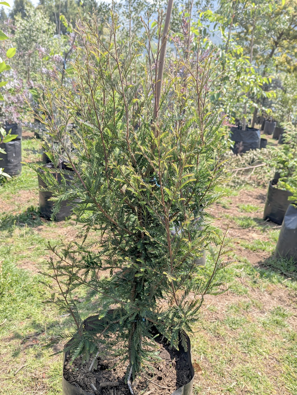 Ahuehuete Sabino (1.5m)