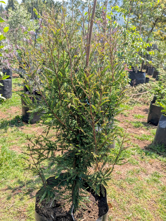 Ahuehuete Sabino (1.5m)