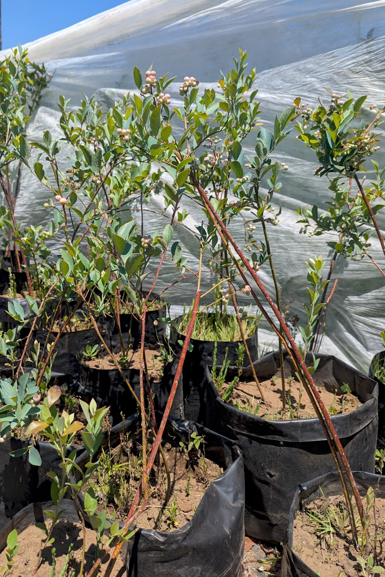Arándano (Blueberry)