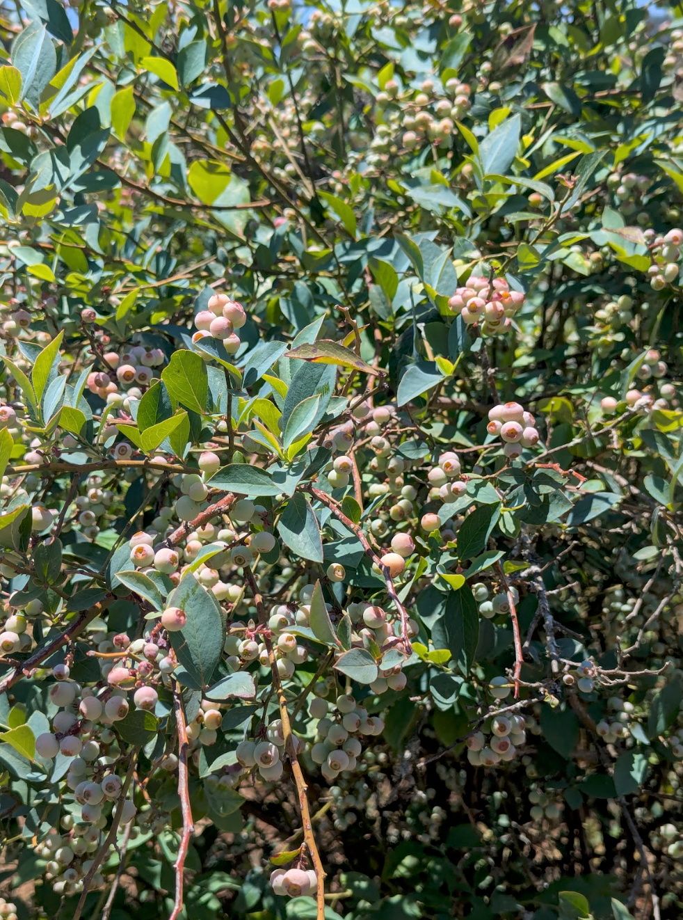 Arándano (Blueberry)
