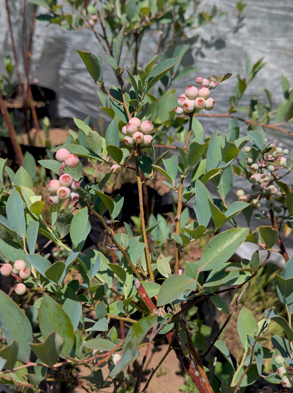 Arándano (Blueberry)