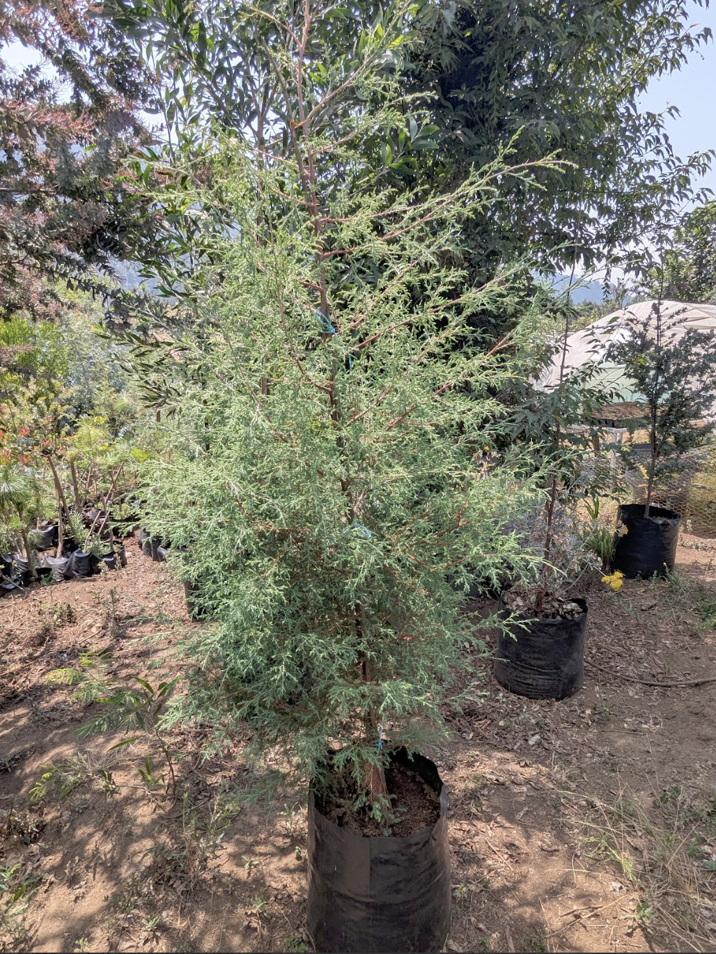 Cedro Blanco (1.5m)