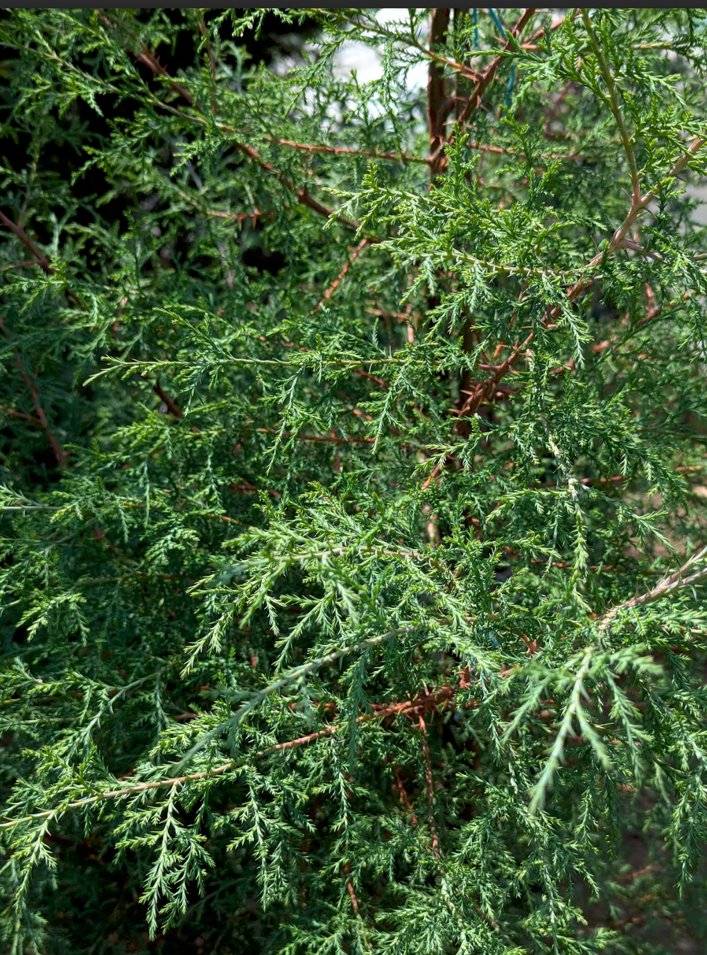 Cedro Blanco (1.5m)