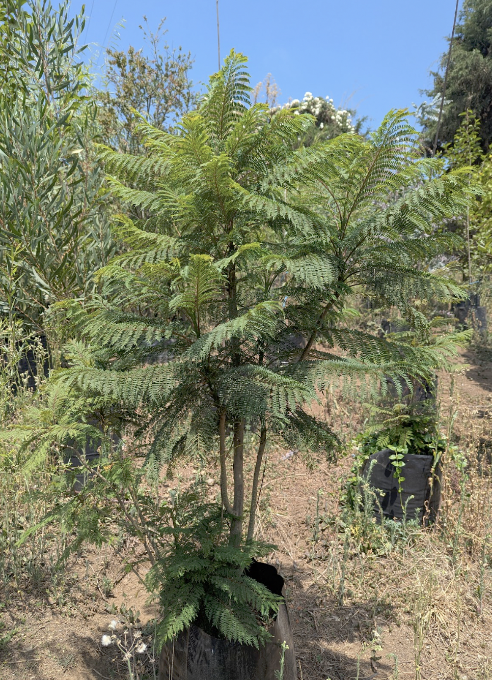 Jacaranda (1.5m)
