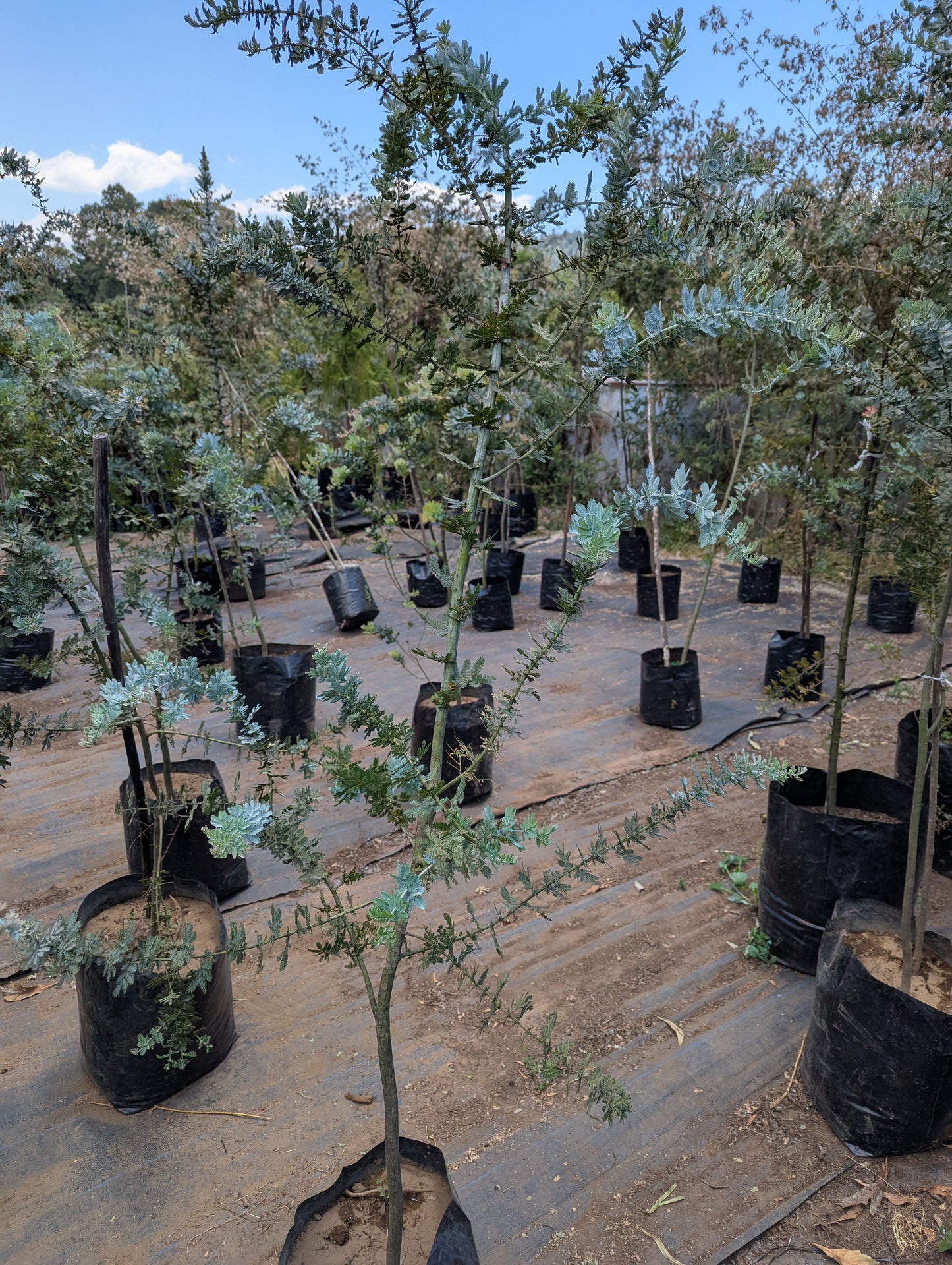 Acacia Azul (2m)