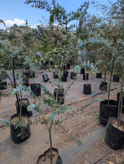 Acacia Azul (2m)