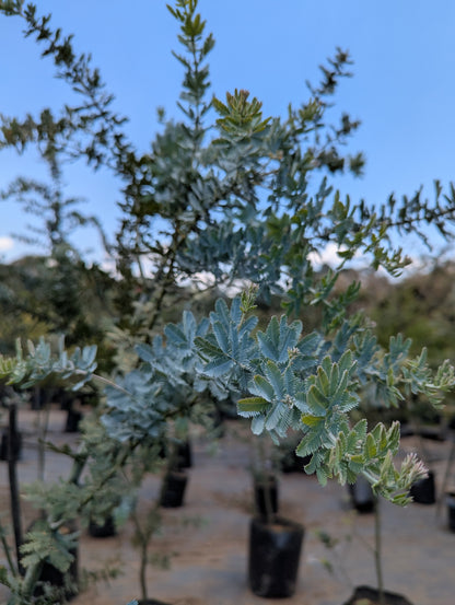Acacia Azul (2m)