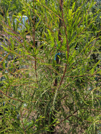 Ahuehuete Sabino(1m)