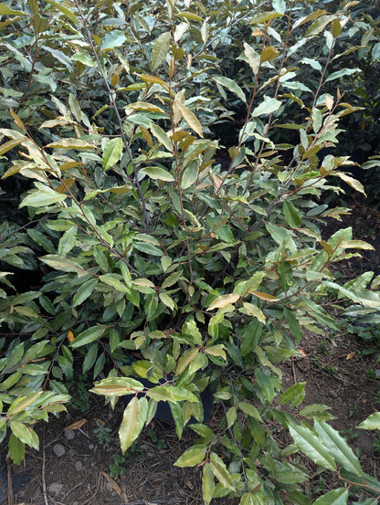 Eliagnus (80cm)