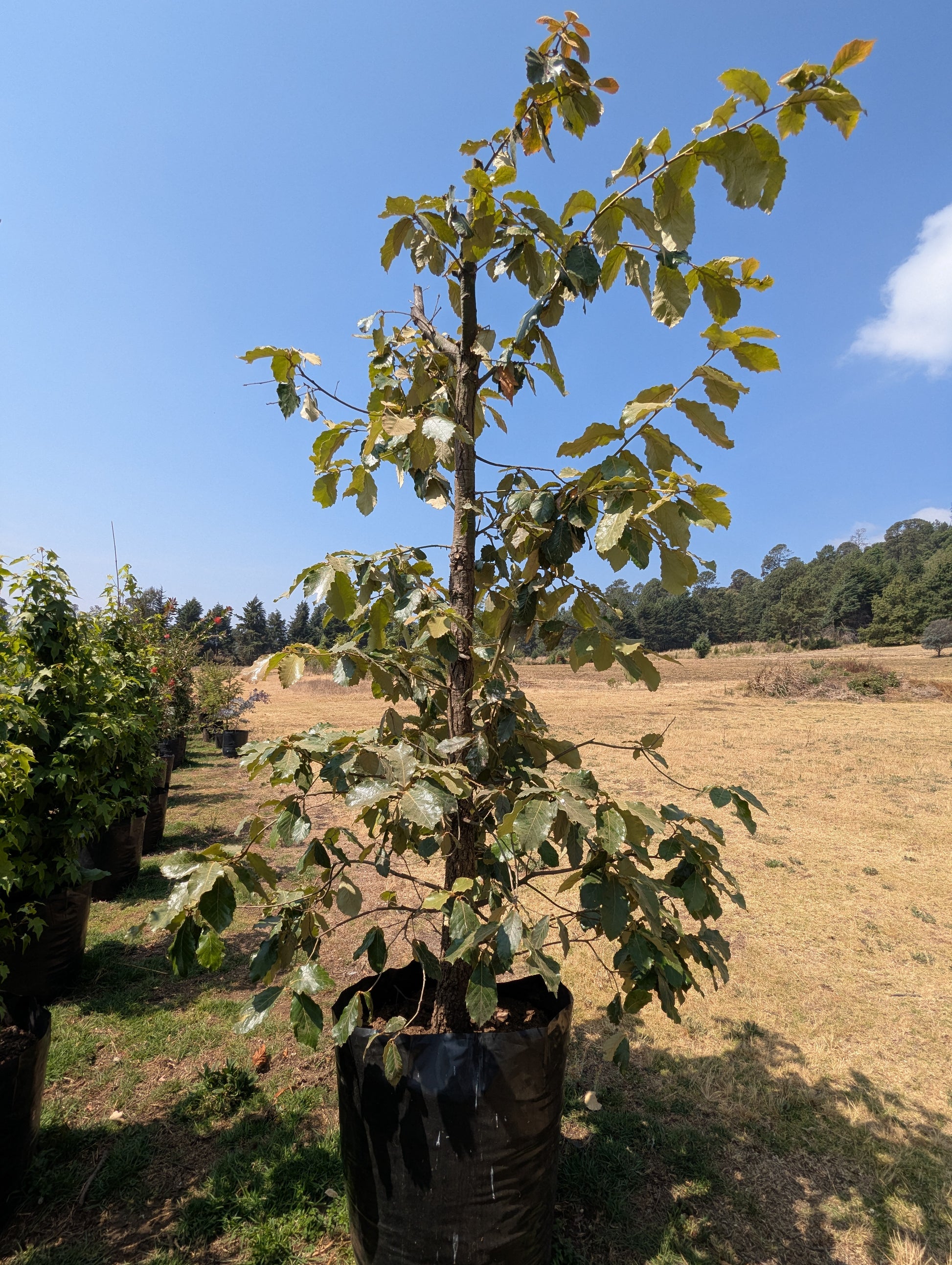 Encino Blanco (2m) – Casa de Vigas