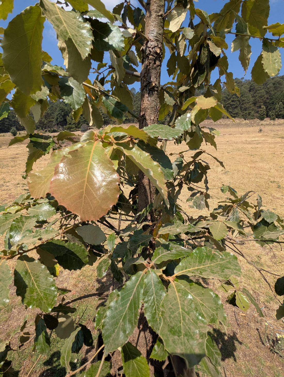 Encino Blanco (2m) – Casa de Vigas