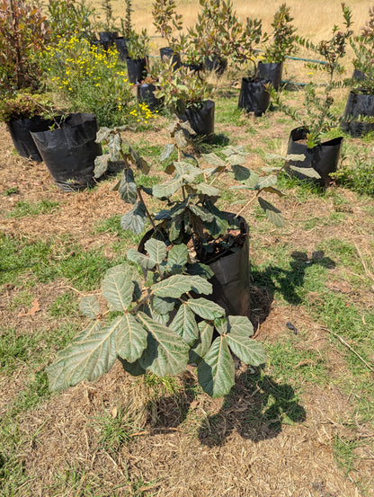 Encino Blanco (1.5m)