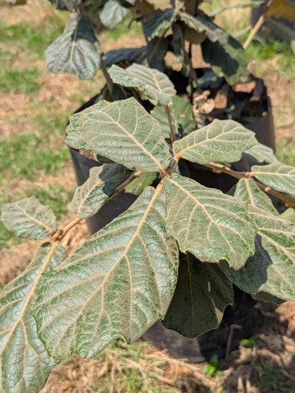 Encino Blanco (1.5m)