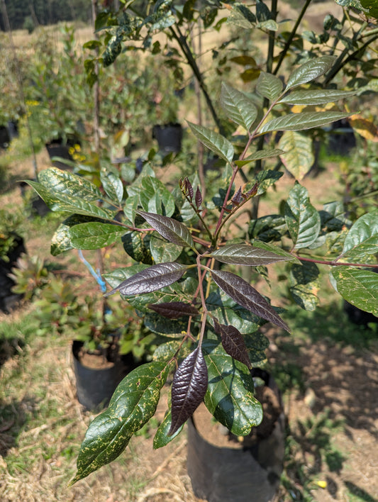 Encino Capulin (2m)