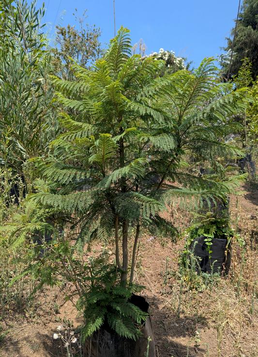 Jacaranda (1.5m)